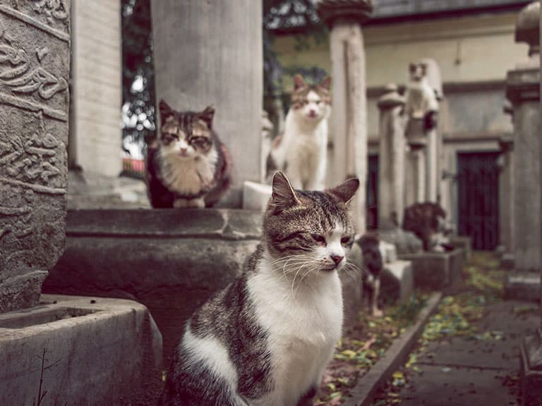 Cat