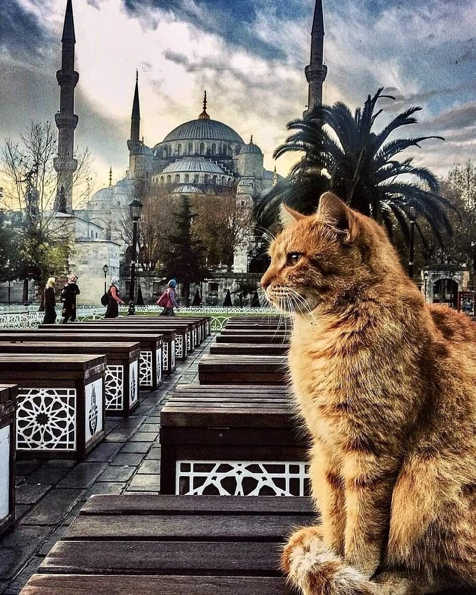 Cat