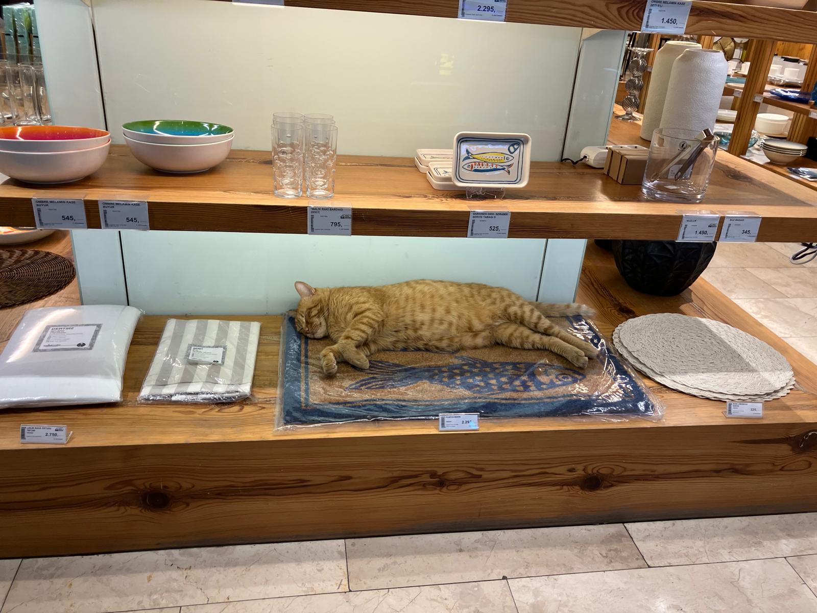 Cat