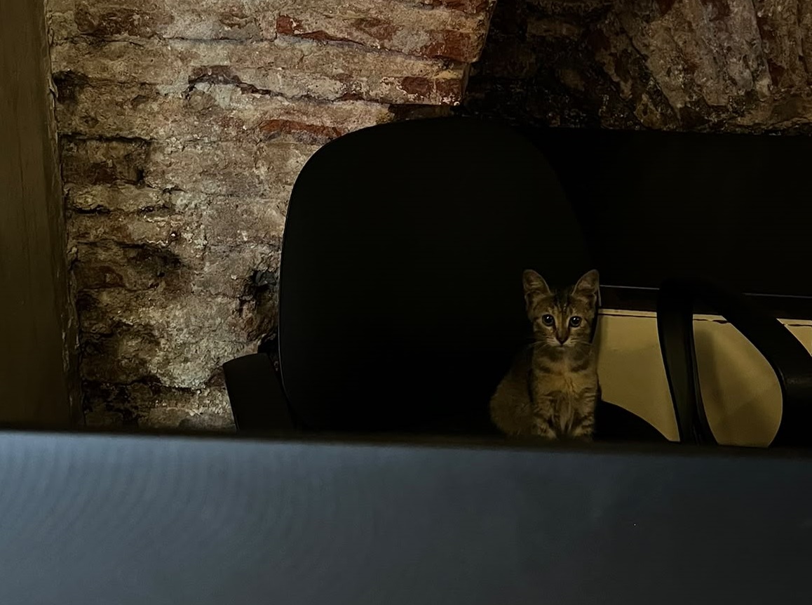 Cat